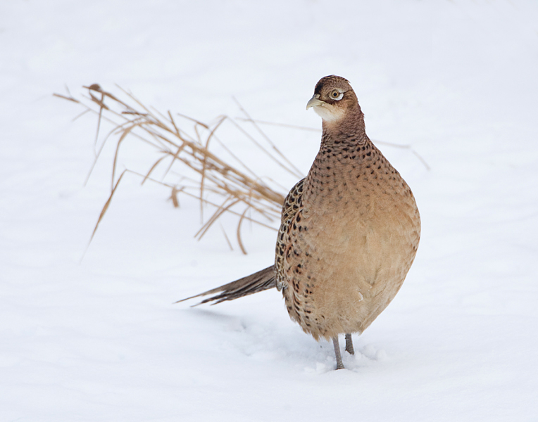 0010 fazant hen web.jpg